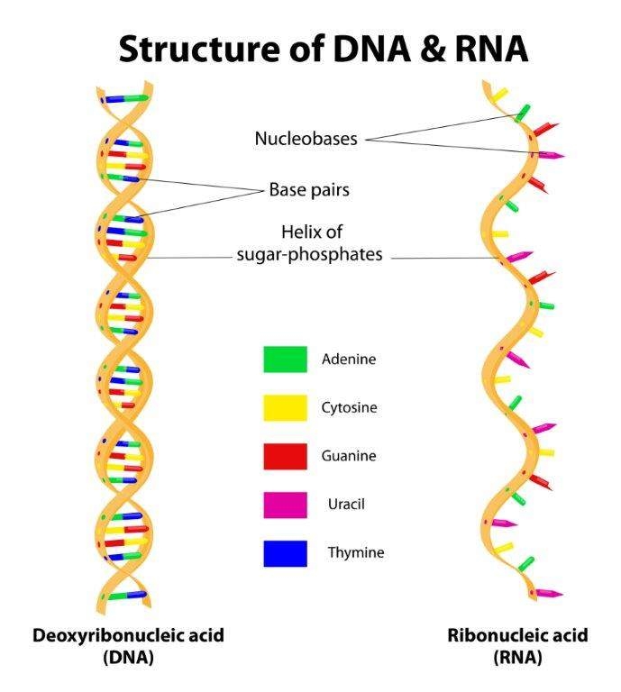 2.1 Introduction to Biomolecules and Cell Components Chemistry
